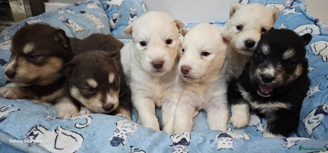 Siberian Husky dogs for sale: Wooly Siberian huskies - all Blue Eyes - Advert 14