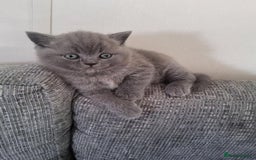 British Shorthair cats for sale: British Shorthair 1 little girl - Image 1