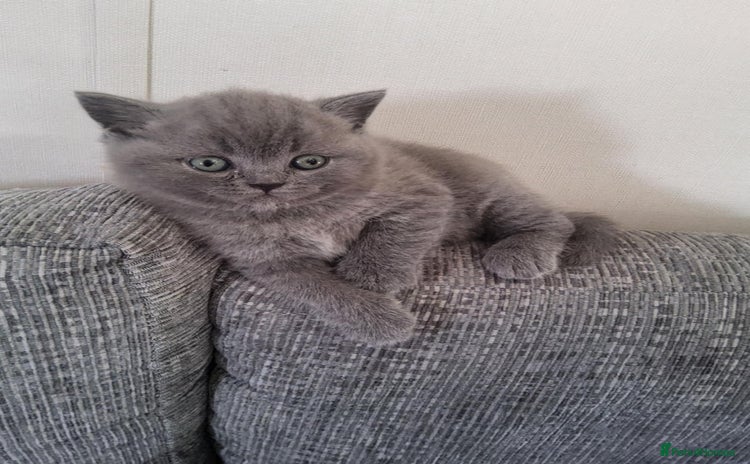 British Shorthair cats - Advert 13