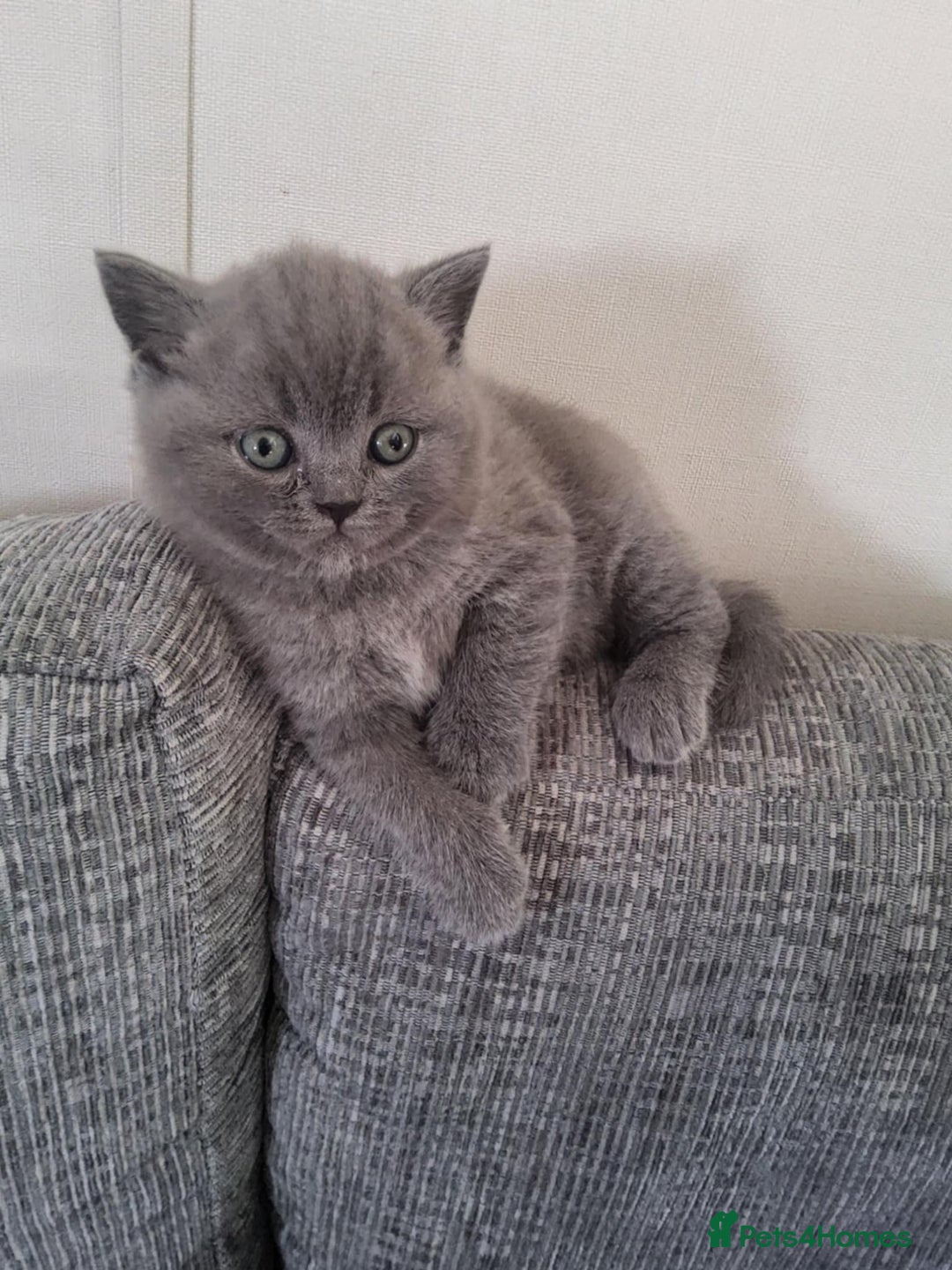 British Shorthair cats for sale: British Shorthair 1 little girl - Image 1