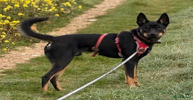 Mixed Breed dogs - Advert 14