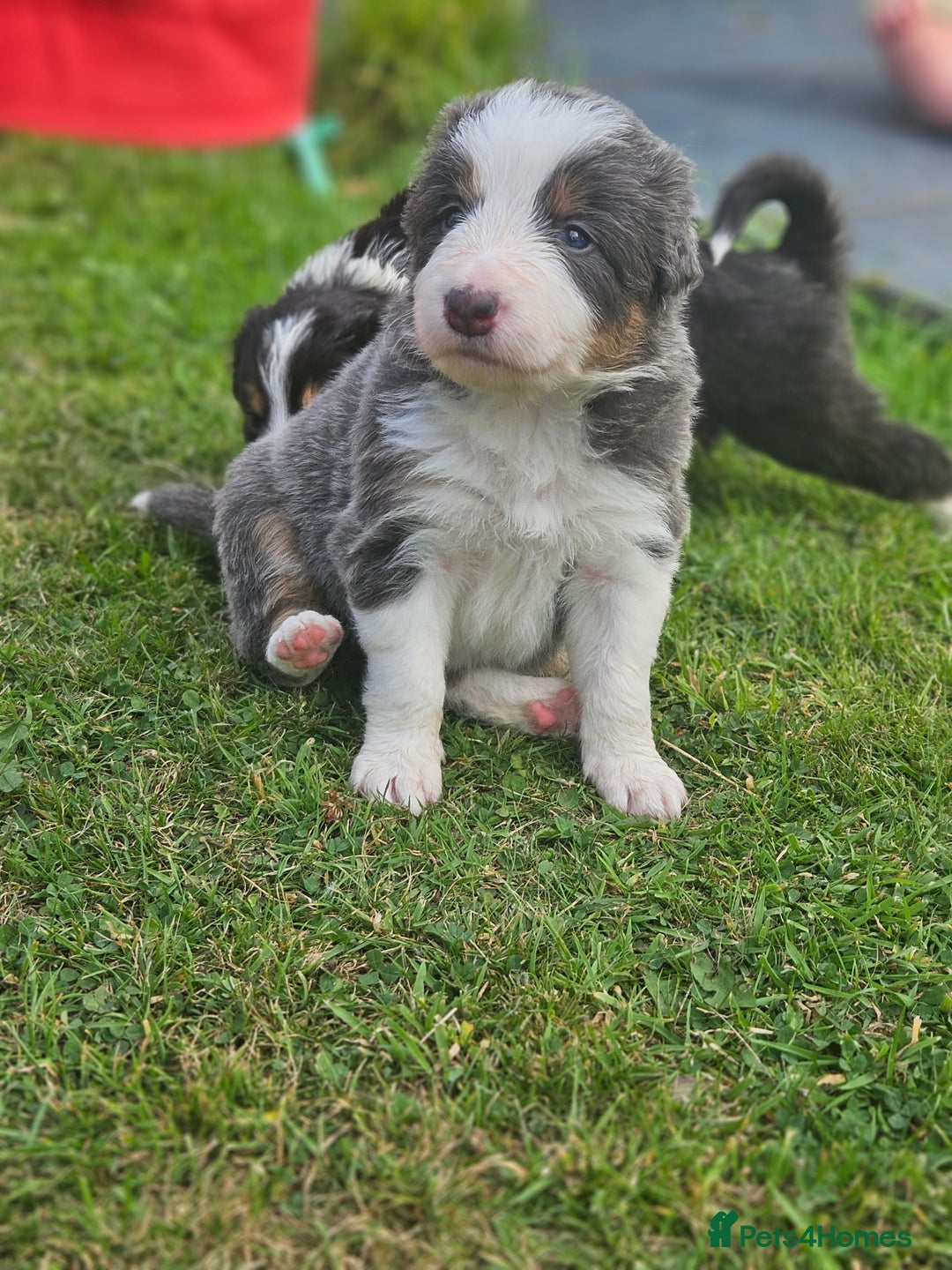Border Collie dogs for sale: 2 border Collie Pups available  - Image 7