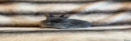 Netherland Dwarf rabbits for sale: Netherland Dwarf Babies🤍 in Barton-upon-Humber - Advert 7