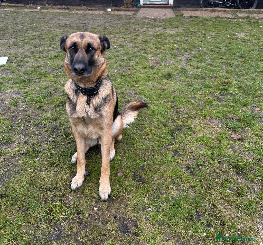 Mixed Breed dogs for sale: German Shepherd Cross intact bitch dog - Advert 2
