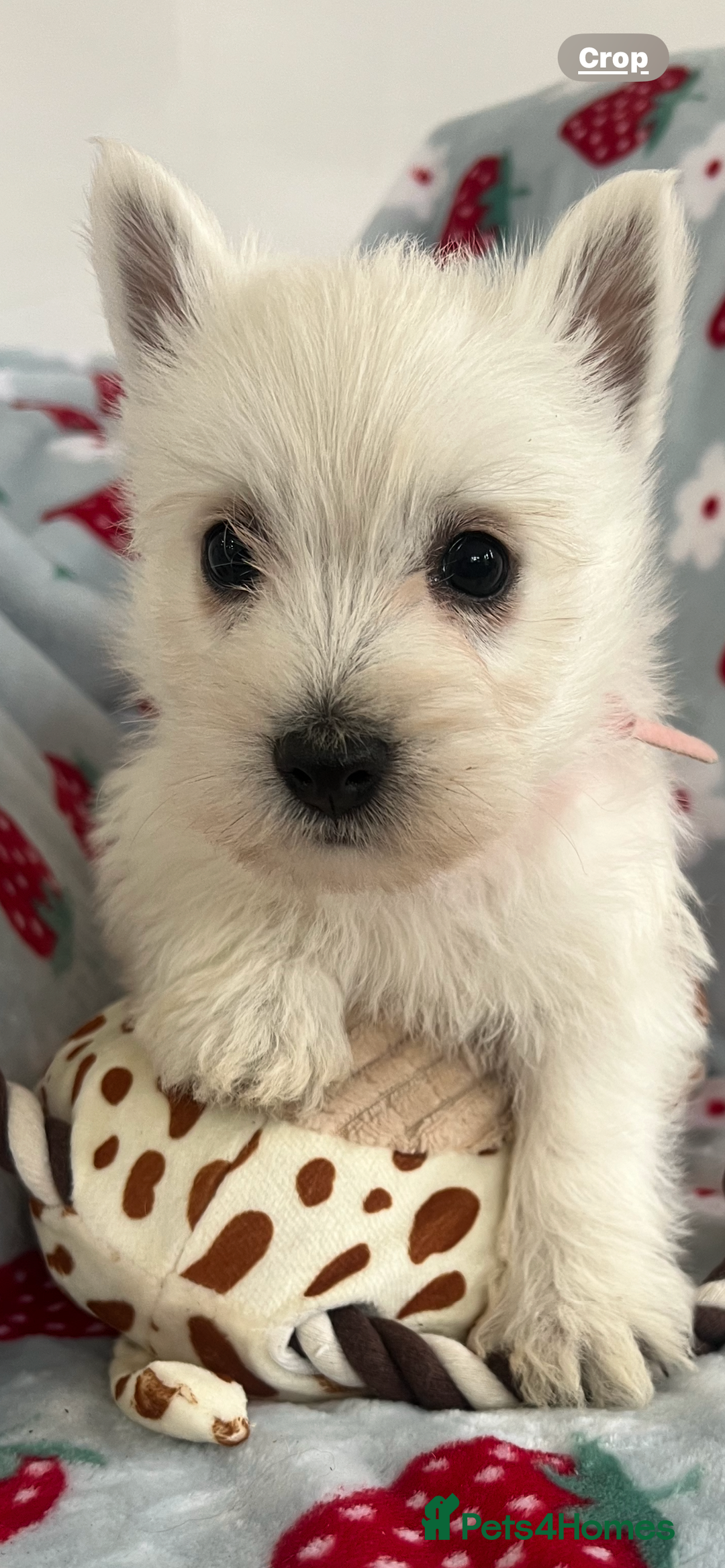 West Highland Terrier dogs for sale: Westie puppies available  - Image 21