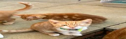 Mixed Breed cats for sale: Beautiful Ginger & Tortoiseshell Kittens in Faringdon - Advert 29