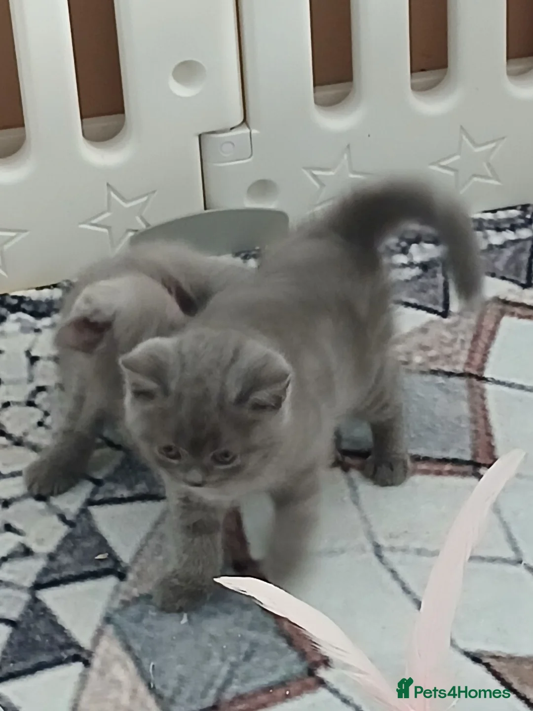 Brazilian Shorthair cats for sale: Full pedigree short hair kittens  in Blackburn - Advert 18