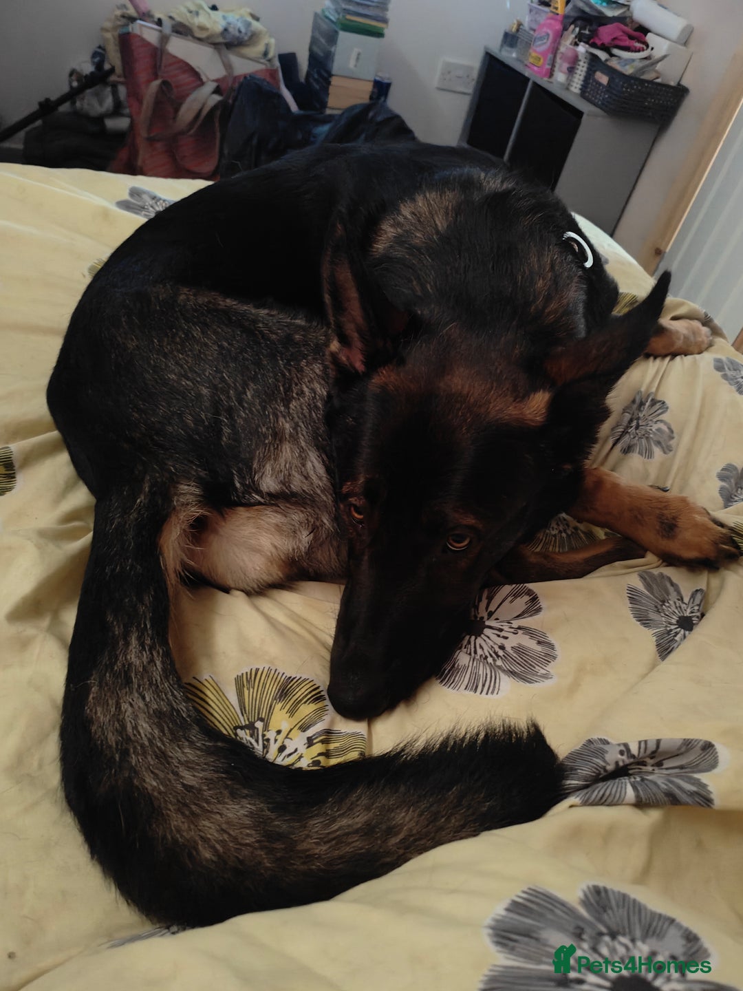 Belgian Shepherd Dog dogs for sale: Lovely energetic 21 month old - Image 4