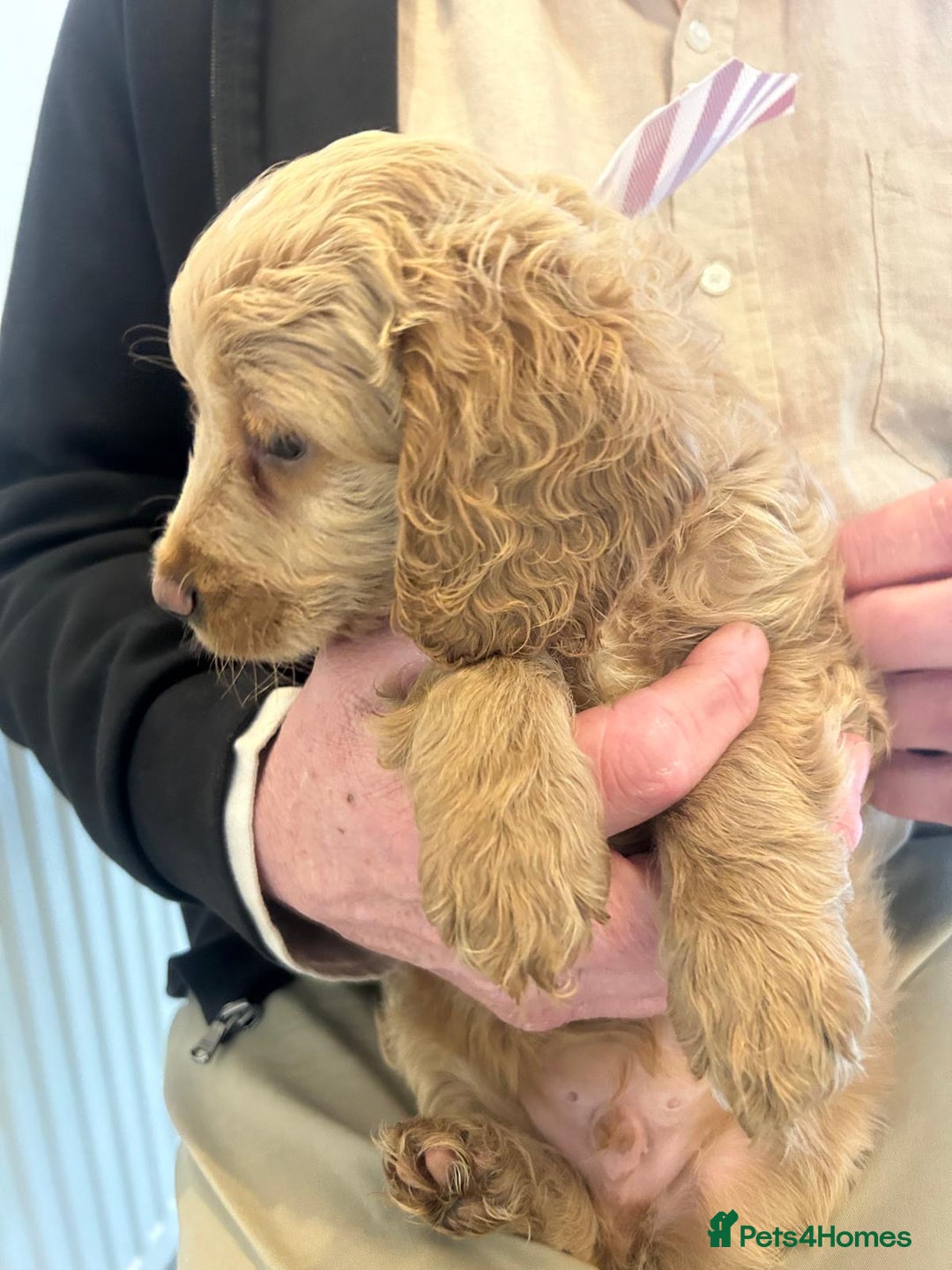 Cockapoo dogs for sale: F1 cockapoo  - Advert 9