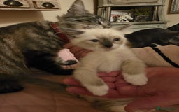 Norwegian Forest Cat cats for sale: Norwegian forest mixed tabby - Image 31