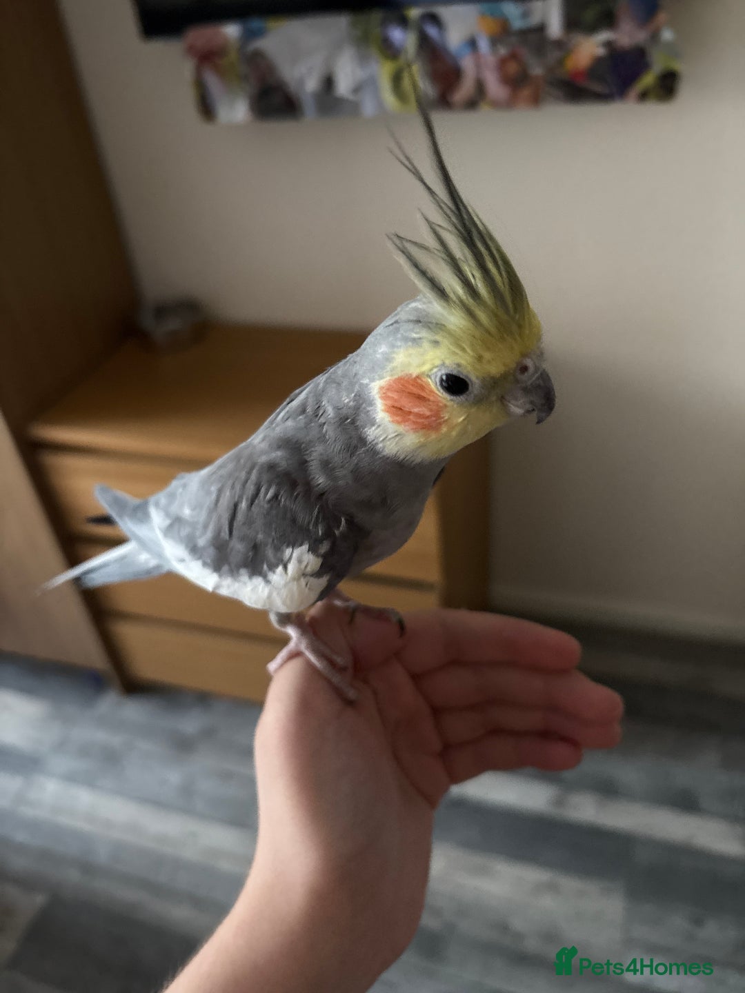 Cockatiels birds for sale: Cockatiel couple with cage and accessories  - Image 13