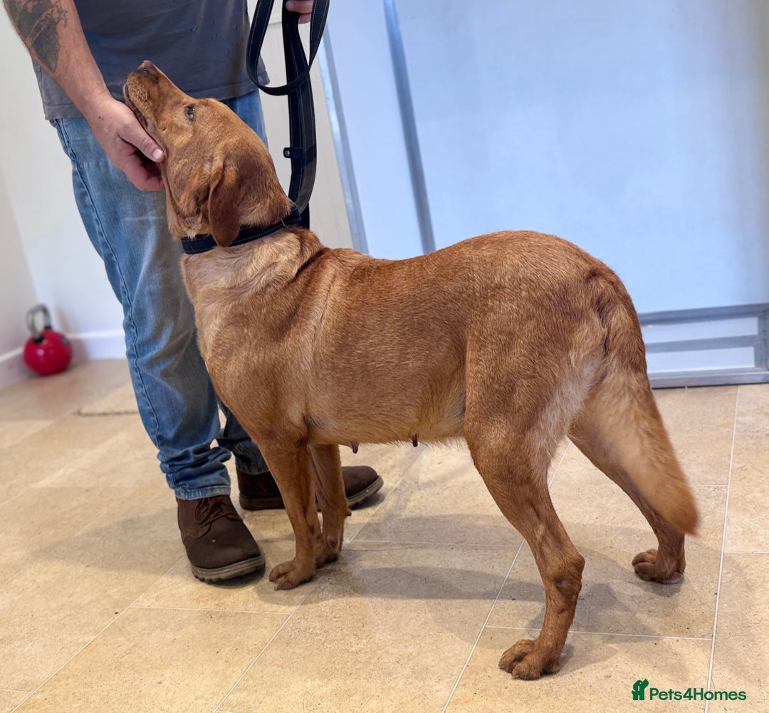 Labrador Retriever dogs for sale: Adult - KC Reg Labrador Retriever Fox Red Bitch  - Image 7