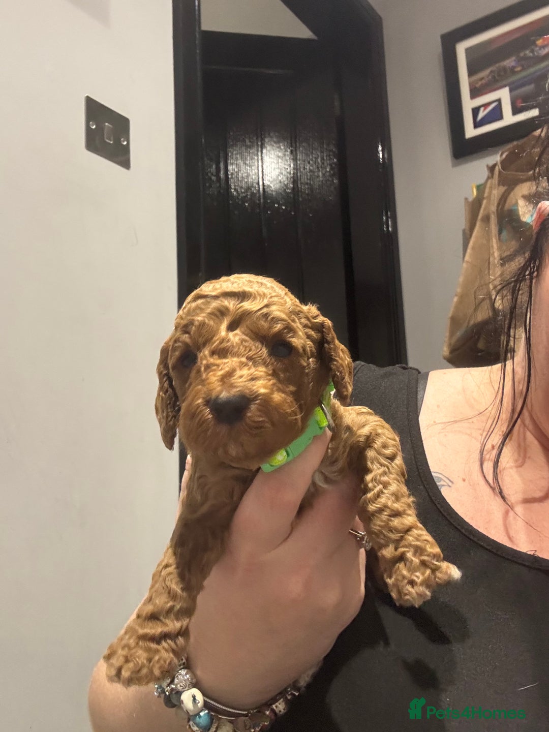 Cockapoo dogs for sale: 10 F1b cockapoo pups for sale  - Advert 5