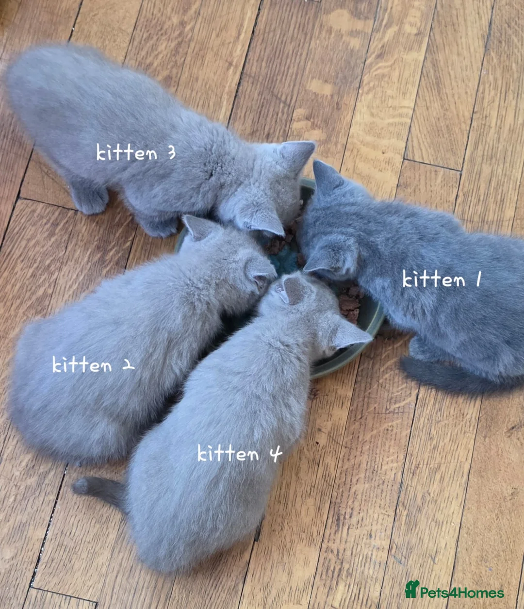 British Shorthair cats for sale: British short hair kittens  in Upminster - Advert 19