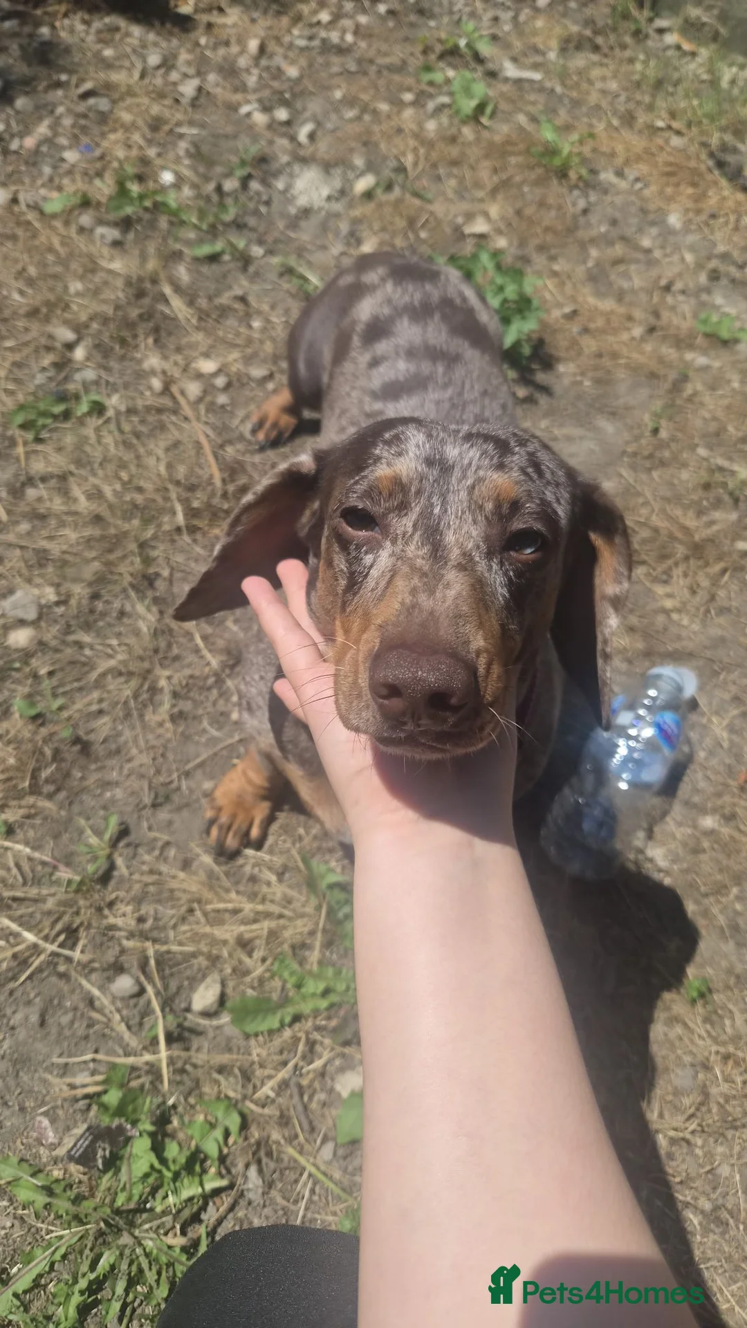 Miniature Dachshund dogs for sale: Female Miniature Dachshund avaliable  - Advert 4