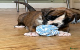 Boxer dogs for sale: Quality Boxer Puppies - Image 5