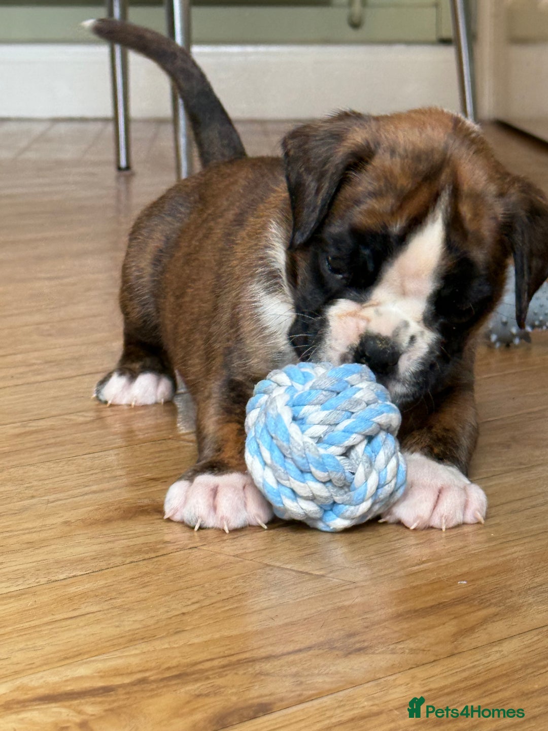 Boxer dogs for sale: Quality Boxer Puppies - Image 5