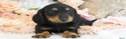 Miniature Dachshund dogs for sale: KC Miniature Dachshund Longhair Puppies - Advert 19