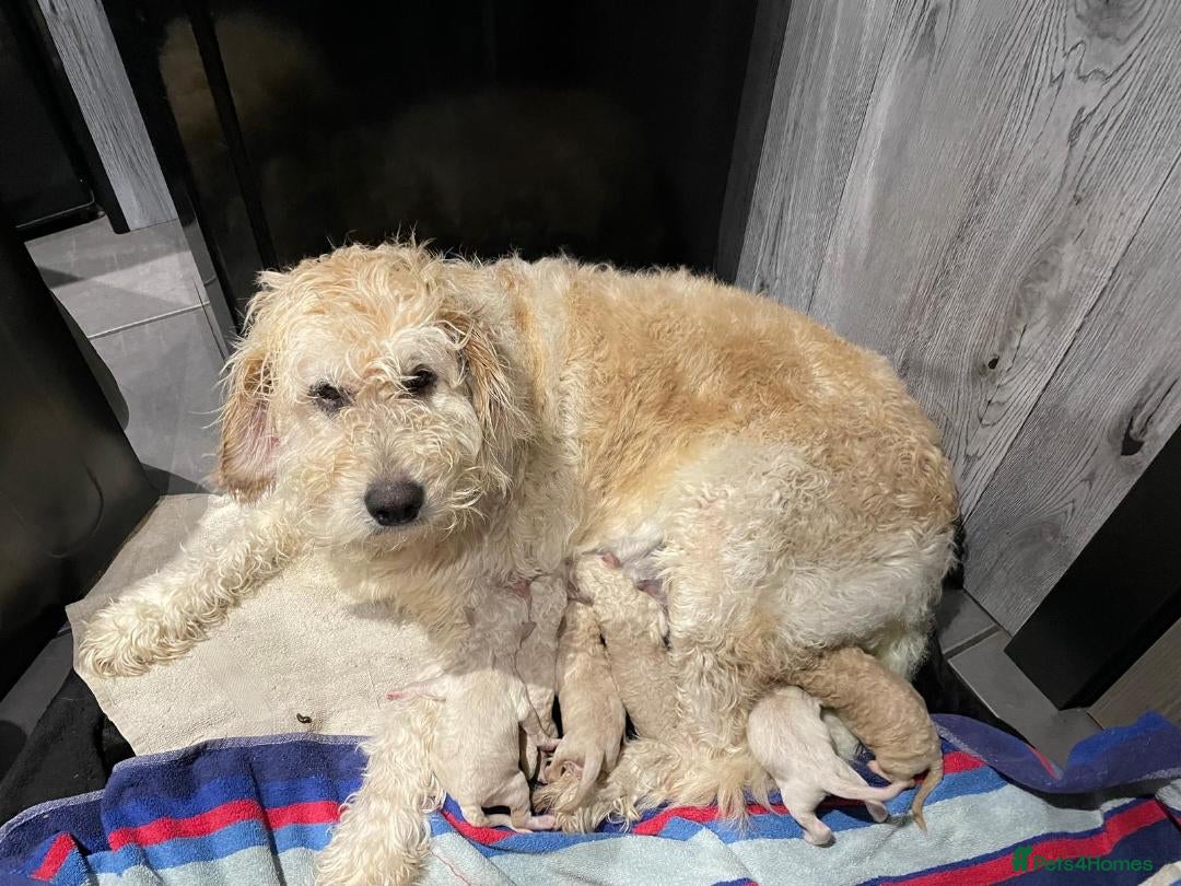 Goldendoodle dogs for sale: F1B STANDARD GOLDENDOODLE - Advert 9