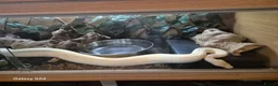 Python Snake reptiles for sale: Complete 4ft Vivexotic Stack & 4 Ball Pythons. in Chatham - Advert 22