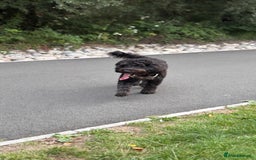 Mixed Breed dogs for sale: Cockapoo for Sale - Image 3