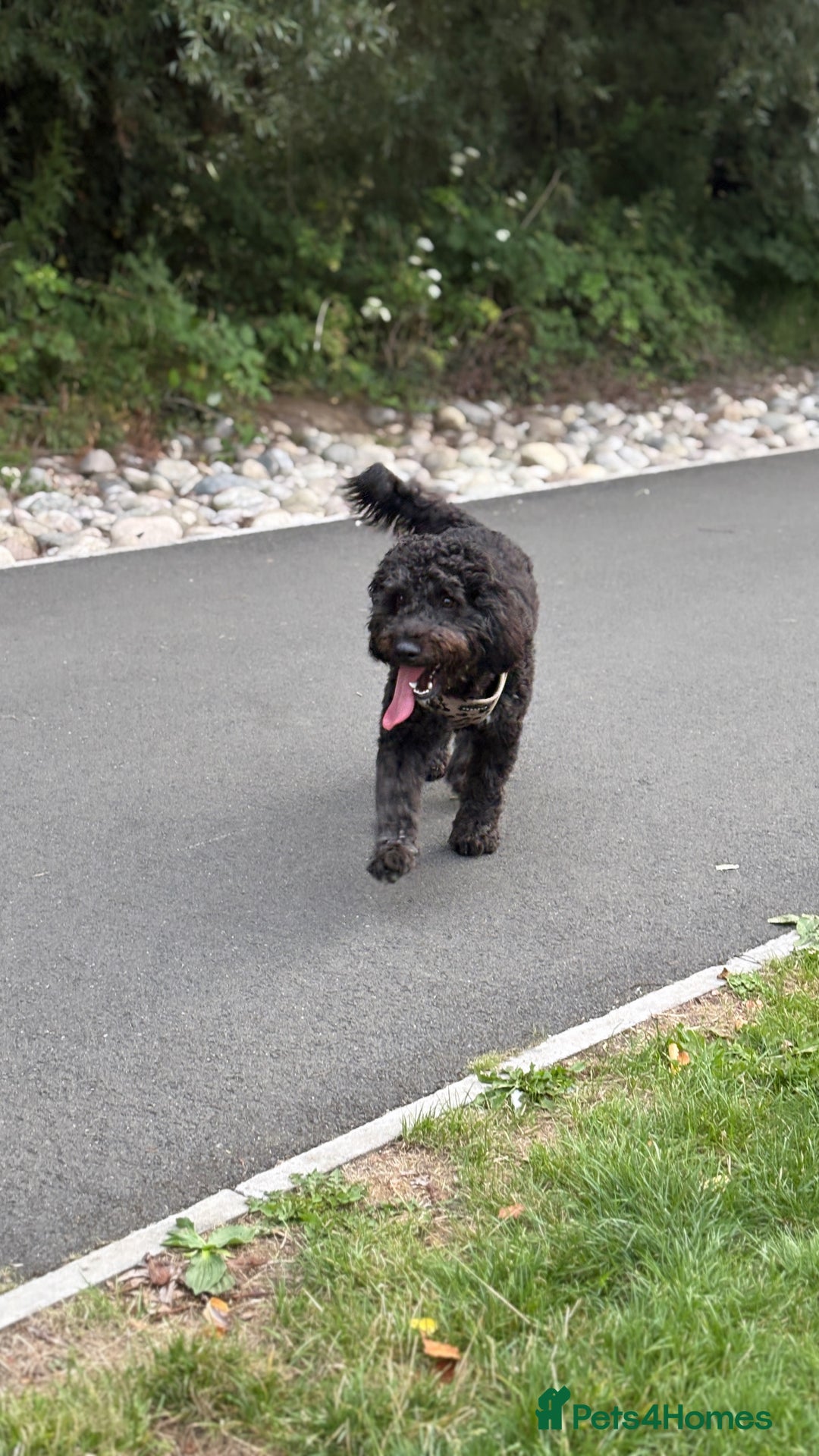 Mixed Breed dogs for sale: Cockapoo for Sale - Image 3