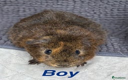 Guinea Pig rodents for sale: Guinea pigs  - Image 2