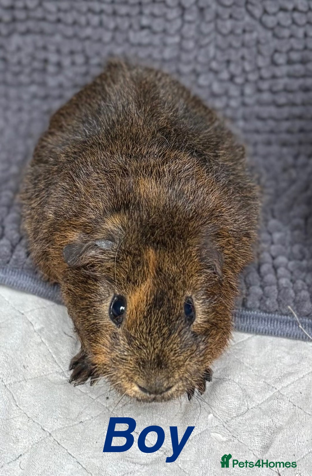 Guinea Pig rodents for sale: Guinea pigs  - Image 2