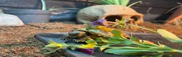 Tortoise reptiles for sale: Horsefield tortoise  in Lowestoft - Advert 2