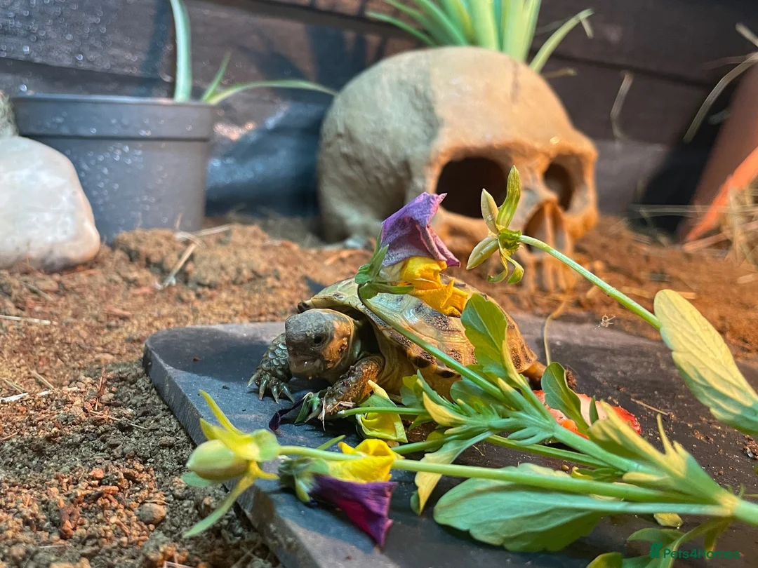 Tortoise reptiles for sale: Horsefield tortoise  in Lowestoft - Advert 2
