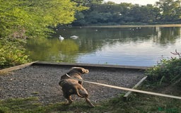 American Bully dogs for sale: Charlie  - Image 5