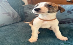 Whippet dogs for sale: 8 WHIPPET PUPPIES   - Image 23