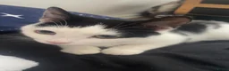 Domestic Shorthair cats for sale: Mother cat - Advert 10