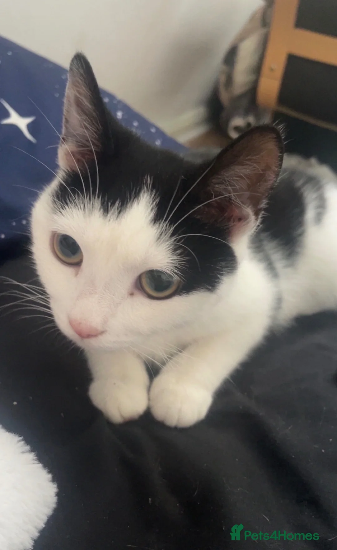 Domestic Shorthair cats for sale: Mother cat - Advert 10