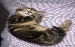 Bombay cats for sale: 🌟 🐾Ready to go🐾🌟 - Image 19