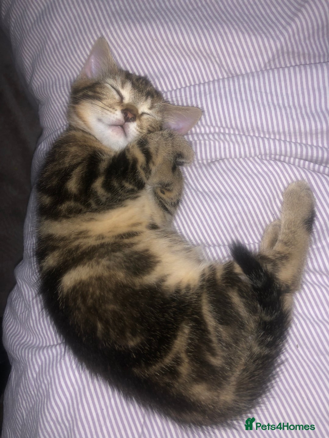 Bombay cats for sale: 🌟 🐾Ready to go🐾🌟 - Image 19