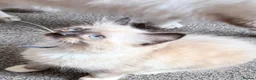 Ragdoll cats for sale: 3 Ragdoll boys  - Advert 16