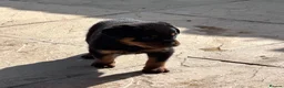 Rottweiler dogs for sale: ELITE KC REGISTERED GERMAN ROTTWEILER PUPPIES  - Advert 37