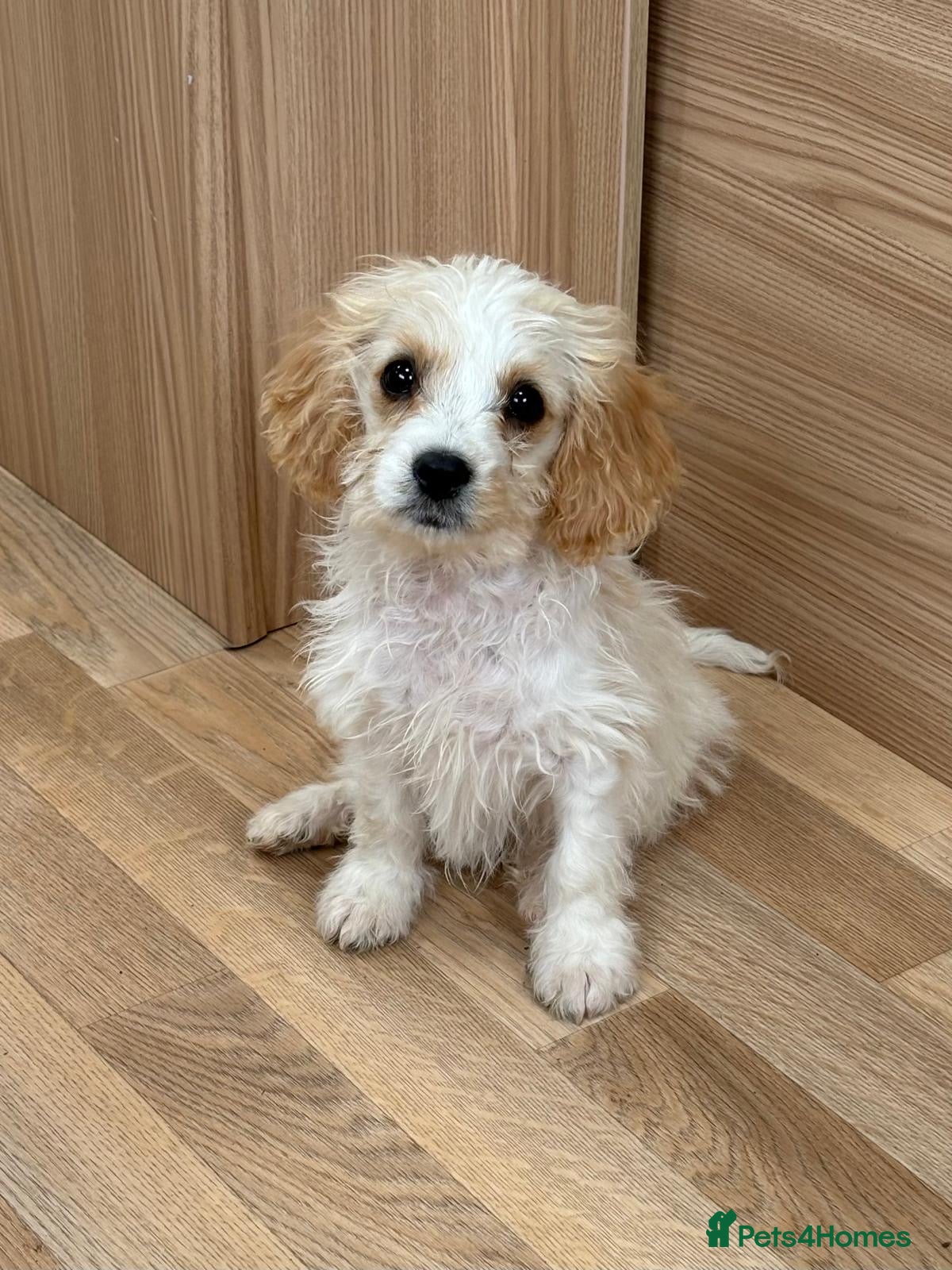 Cavapoo dogs F1b Cavapoo puppies! - Advert 10
