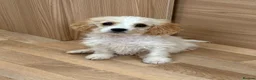 Cavapoo dogs for sale: F1b Cavapoo puppies! - Advert 1