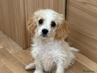 Cavapoo dogs F1b Cavapoo puppies! - Advert 10