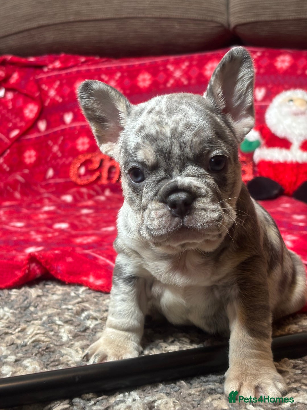 French Bulldog dogs for sale: Unique French bulldog pups  - Advert 6