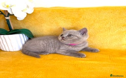British Shorthair cats for sale: Top quality GCCF kittens  - Image 10