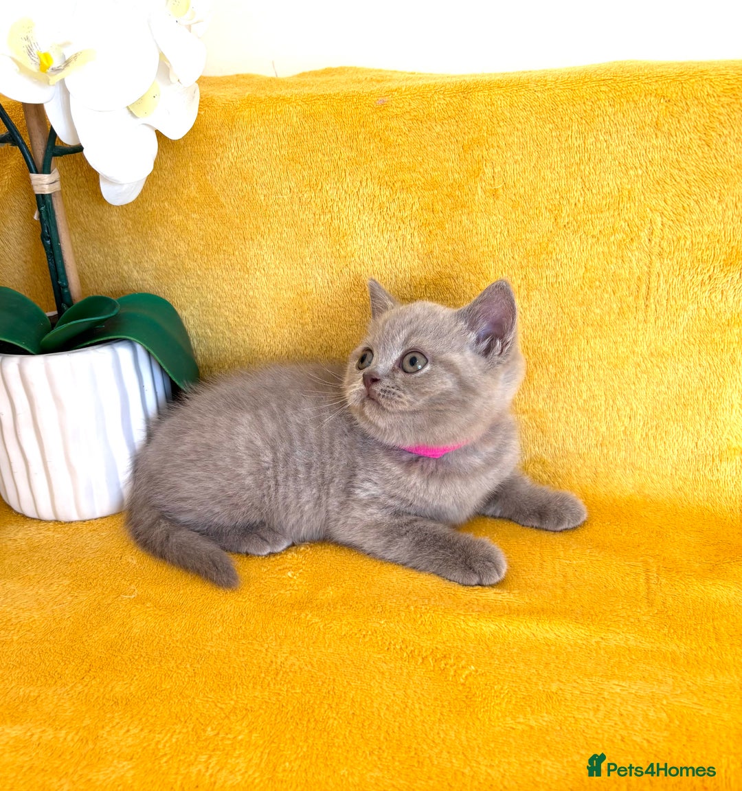 British Shorthair cats for sale: Top quality GCCF kittens  - Image 10