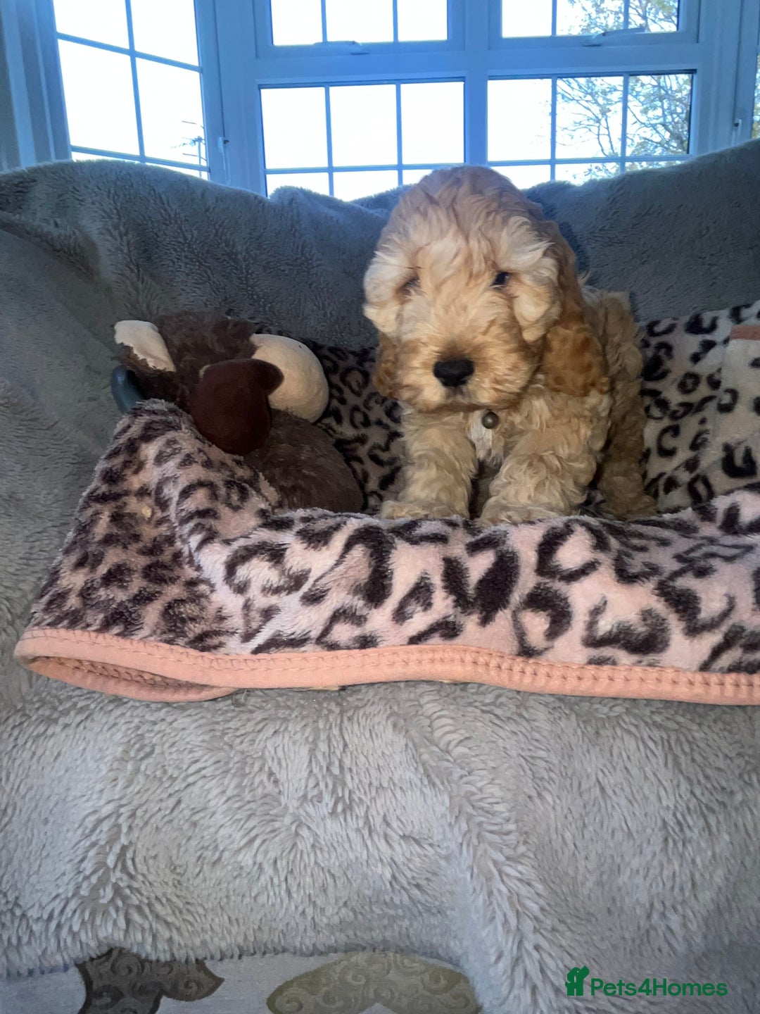 Cockapoo dogs for sale: Cockerpoo puppies - Image 6