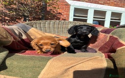 Cocker Spaniel dogs for sale: Beautiful Cocker Spaniel Puppies 🖤🧡 - Image 16