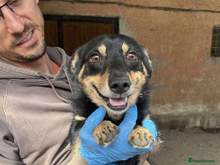 Dachshund dogs REMY - 1.5 yrs, male,Dachshy mix/very affectionate - Advert 10