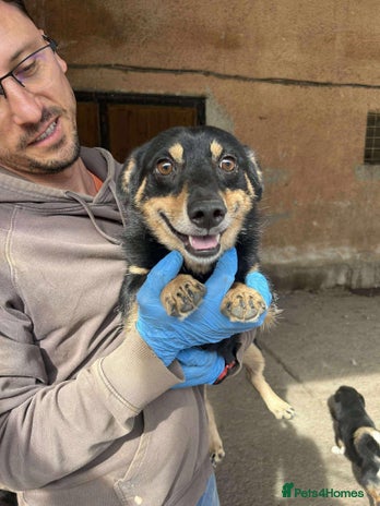 Dachshund dogs REMY-Dachshund mix/very affectionate/loves dogs - Advert 1