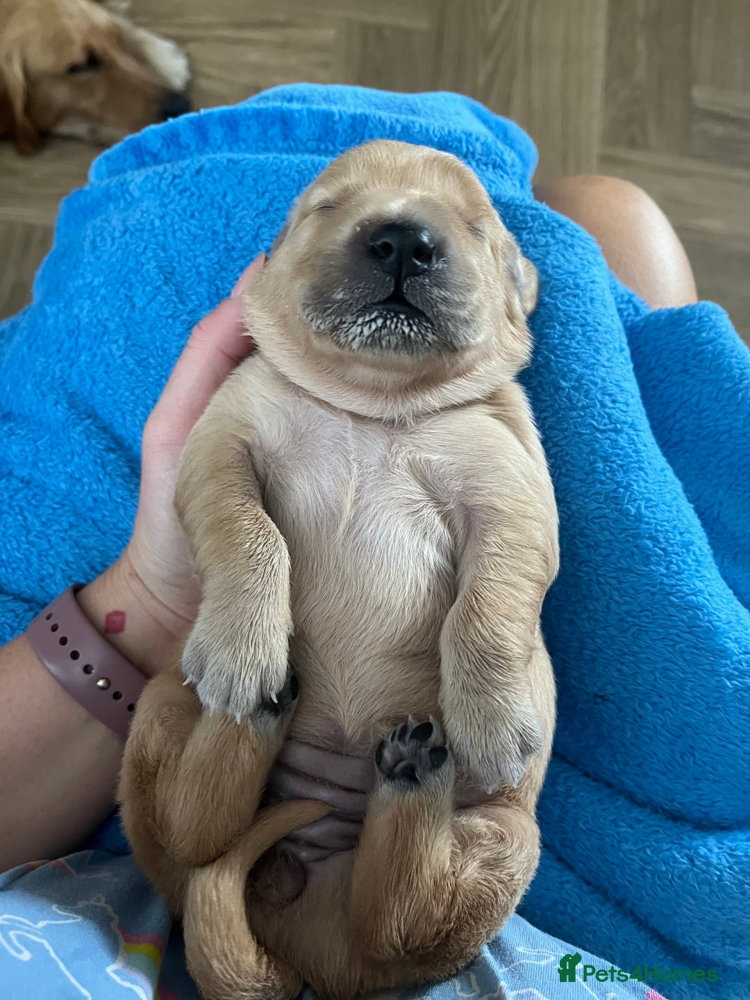 Golden Retriever dogs for sale: Pure bred Golden Retriever puppies - Image 5