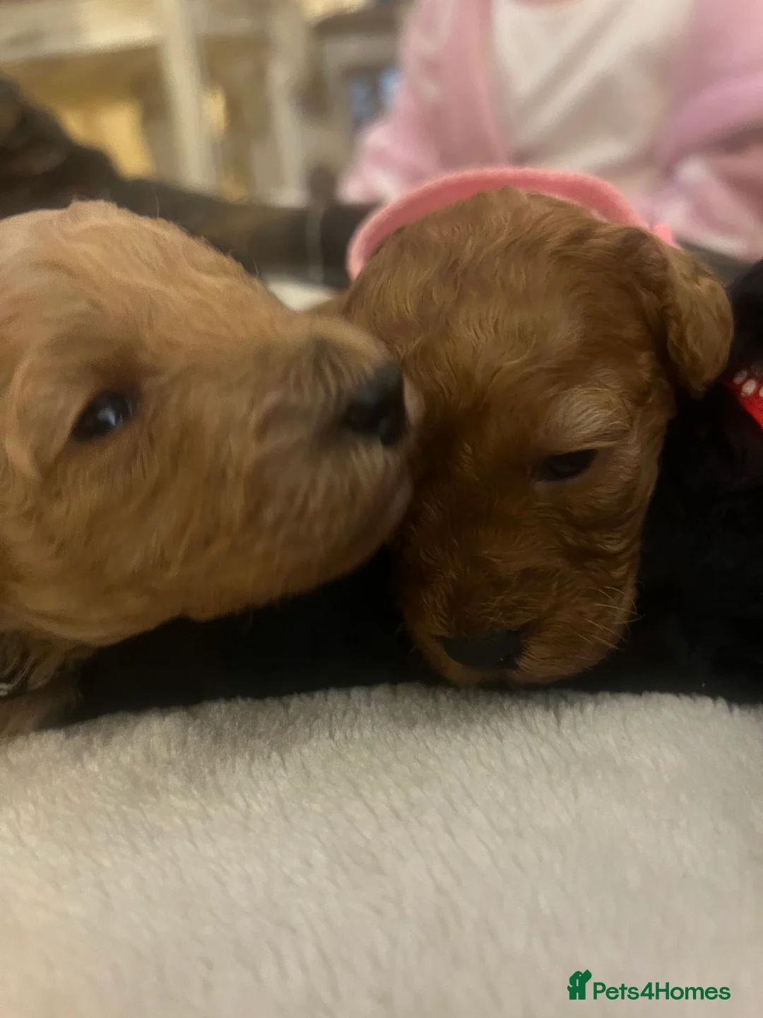 Poodle dogs for sale: 🐶🐶🐶TOY POODLES for sale🐶🐶🐶 - Advert 21